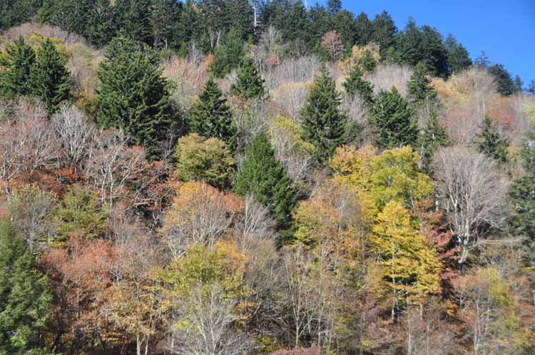 autumn trees